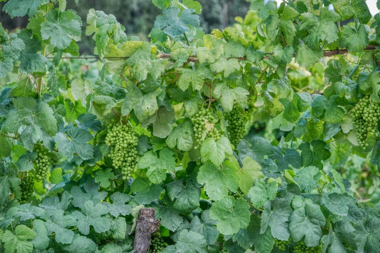 Quinta Da Mourinha Arcos de Valdevez